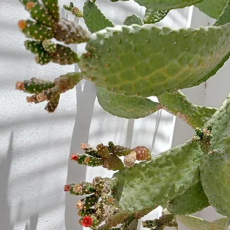 Casa Mocan * Арресифе