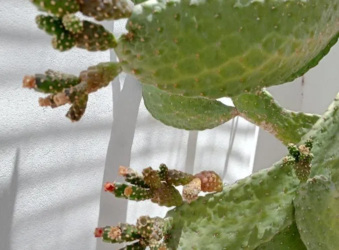 Casa Mocan * Arrecife (Lanzarote)