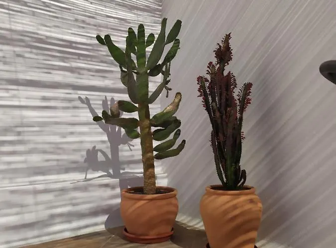 Casa Mocan Habitación en casa particular *